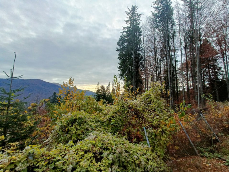  Furnica, Strada Tisei, view de exceptie, Sinaia!