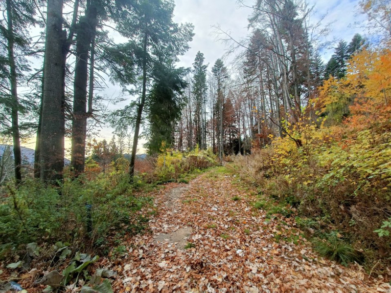  Furnica, Strada Tisei, view de exceptie, Sinaia!